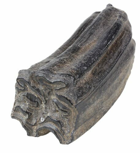 Pleistocene Aged Fossil Horse Tooth - Florida #53133